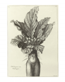mandragora-mas-mandragore-nicolas-robert-abraham-bosse-louis-de-chastillon-1701-wellcome-collection-cc-by-4-0-pour-la-balade-herbo-765-803