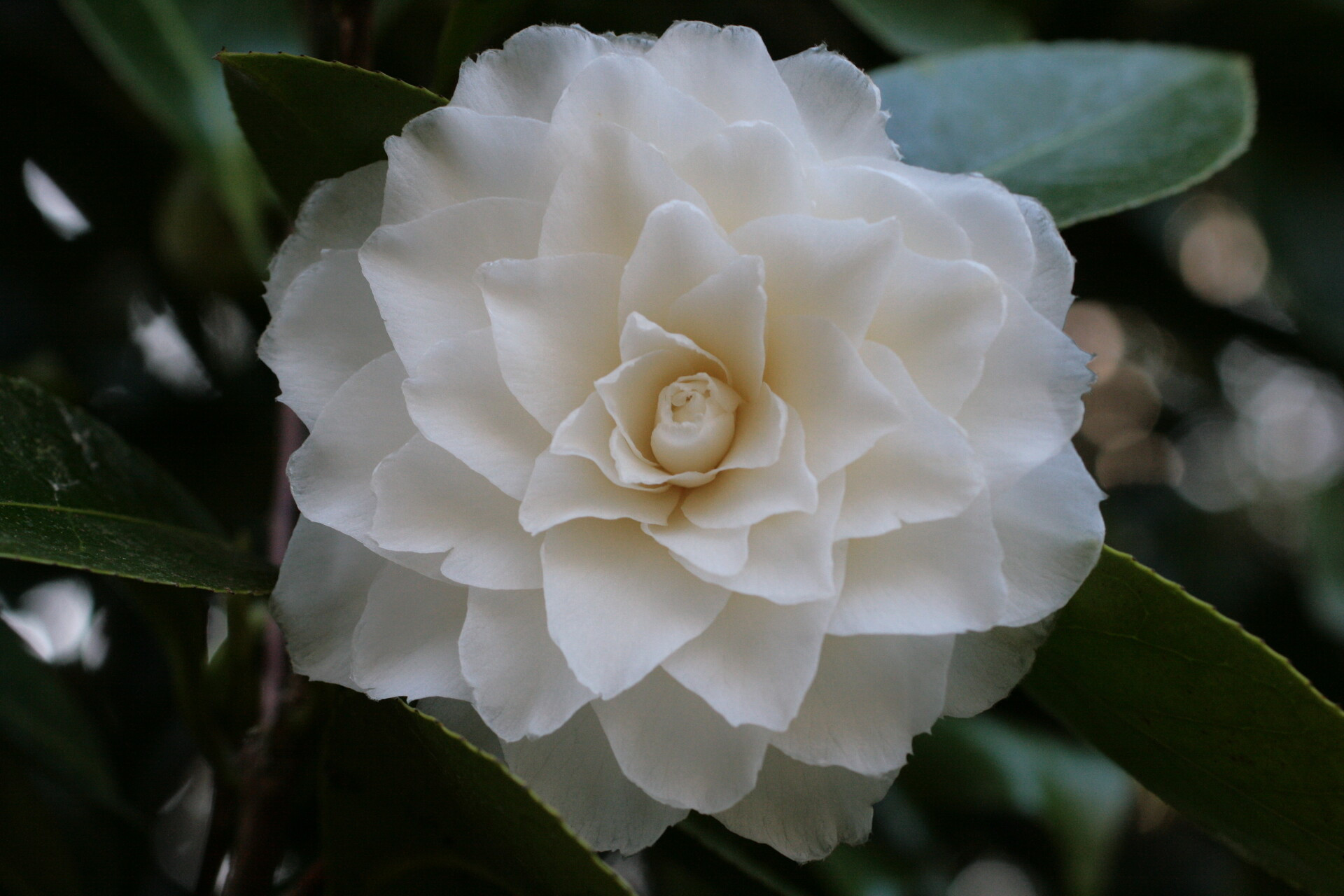 camelia-cdp-29-domaine-de-trevarez-9597-1920px-565 camelia-cdp-29-domaine-de-trevarez-9597-1920px-565