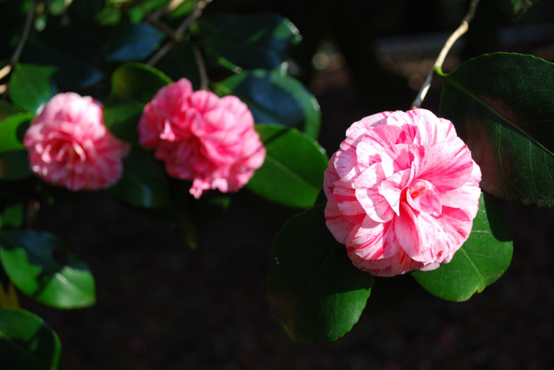 camelias-roses-noelie-blanc-garin-cdp29-domaine-de-trevarez-5434-1920px-564