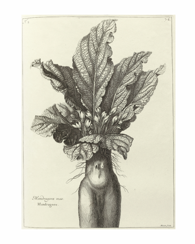 mandragora-mas-mandragore-nicolas-robert-abraham-bosse-louis-de-chastillon-1701-wellcome-collection-cc-by-4-0-pour-la-balade-herbo-765-803 mandragora-mas-mandragore-nicolas-robert-abraham-bosse-louis-de-chastillon-1701-wellcome-collection-cc-by-4-0-pour-la-balade-herbo-765-803